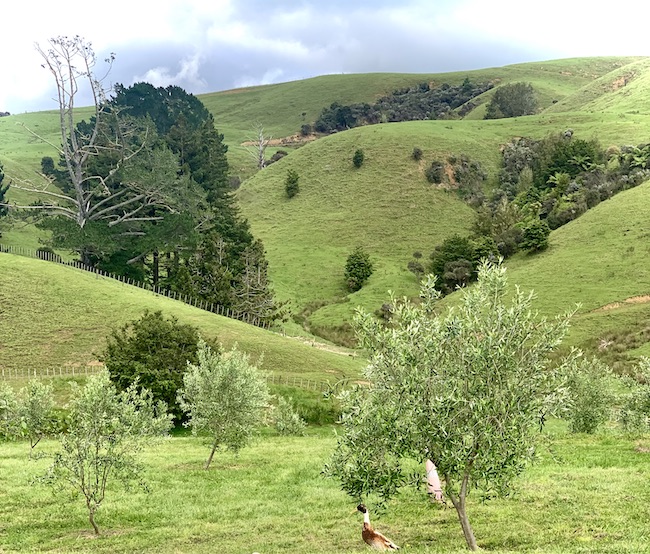 Grassy Fields with a Duck